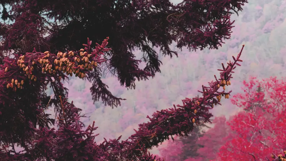 A pine tree with crimson red needles preaks over the edge of a ridge amongst a forest of trees