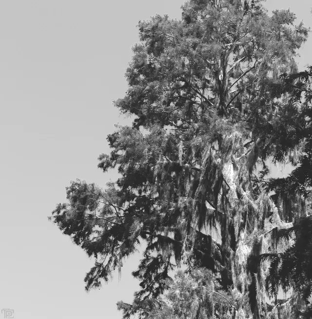 A large cypress tree looms over a field with its branches covered in hanging moss.