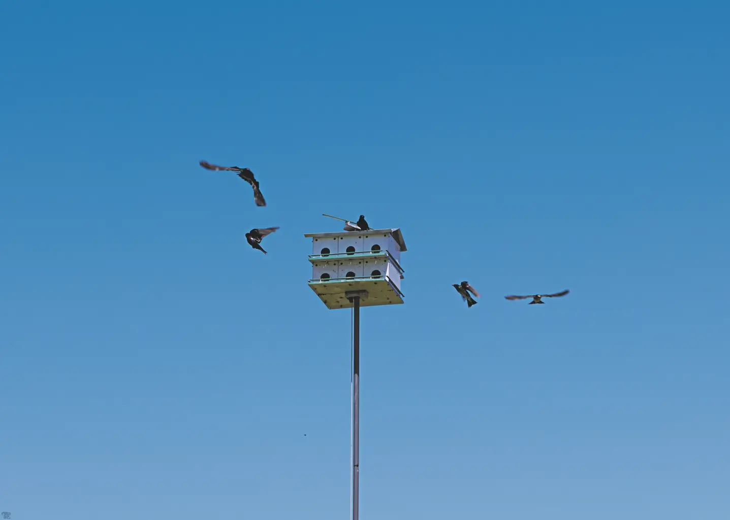 Against a clear blue sky sits a elevated birdhouse with a lone bird sitting calmly on top. A group of other birds fly closely around it in a circle.