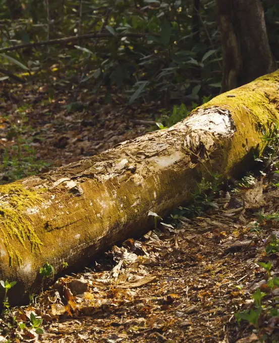 A downed tree lays across the foot path. it had been there long enough to become covered in moss, and have its middle section worn down from people wakling over it.