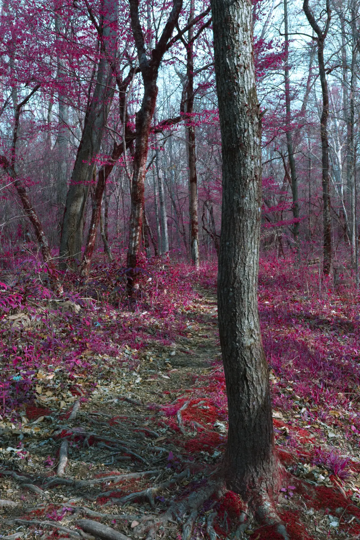 Still shot of a nature trail with the colors inverted from natural greens to hues of purple and magenta.