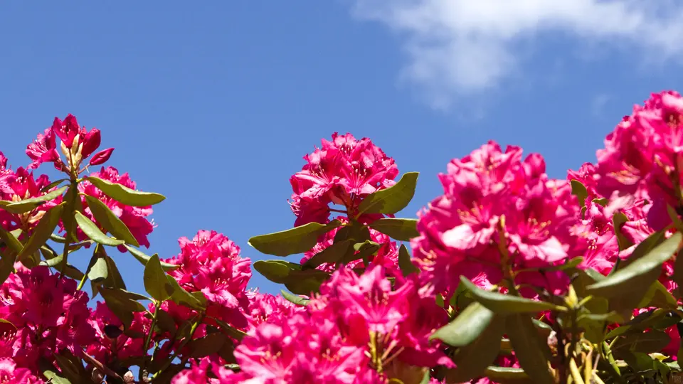 A red Catawba rhododendron flower cluster against a light blue sky.