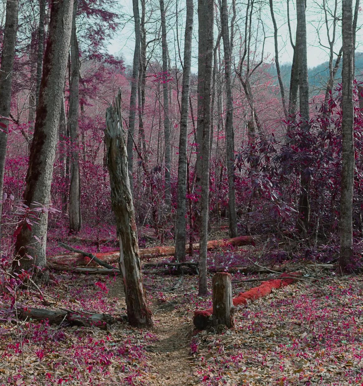 Two destoryed trees are on either side of a footpath creating a door frame for walkers to wonder through. The colors have been shifted to show the natural greens as dark reds and purples.