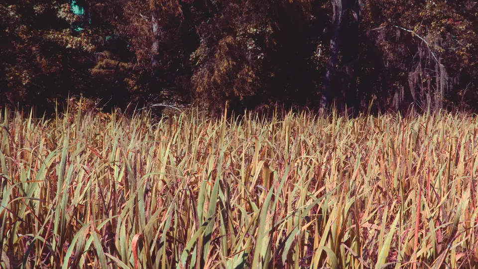Swampy area filled with tall grass that extends out a bit before reaching the treeline behind it.