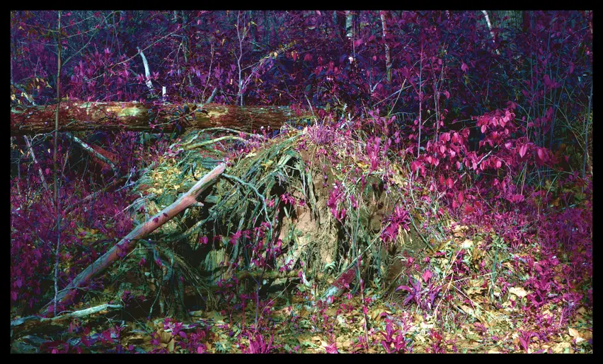 A large ball of root and dirt from a fallen tree whose colors have been heavily edited to show various pinks, greens, blues, purples, browns, and reds.