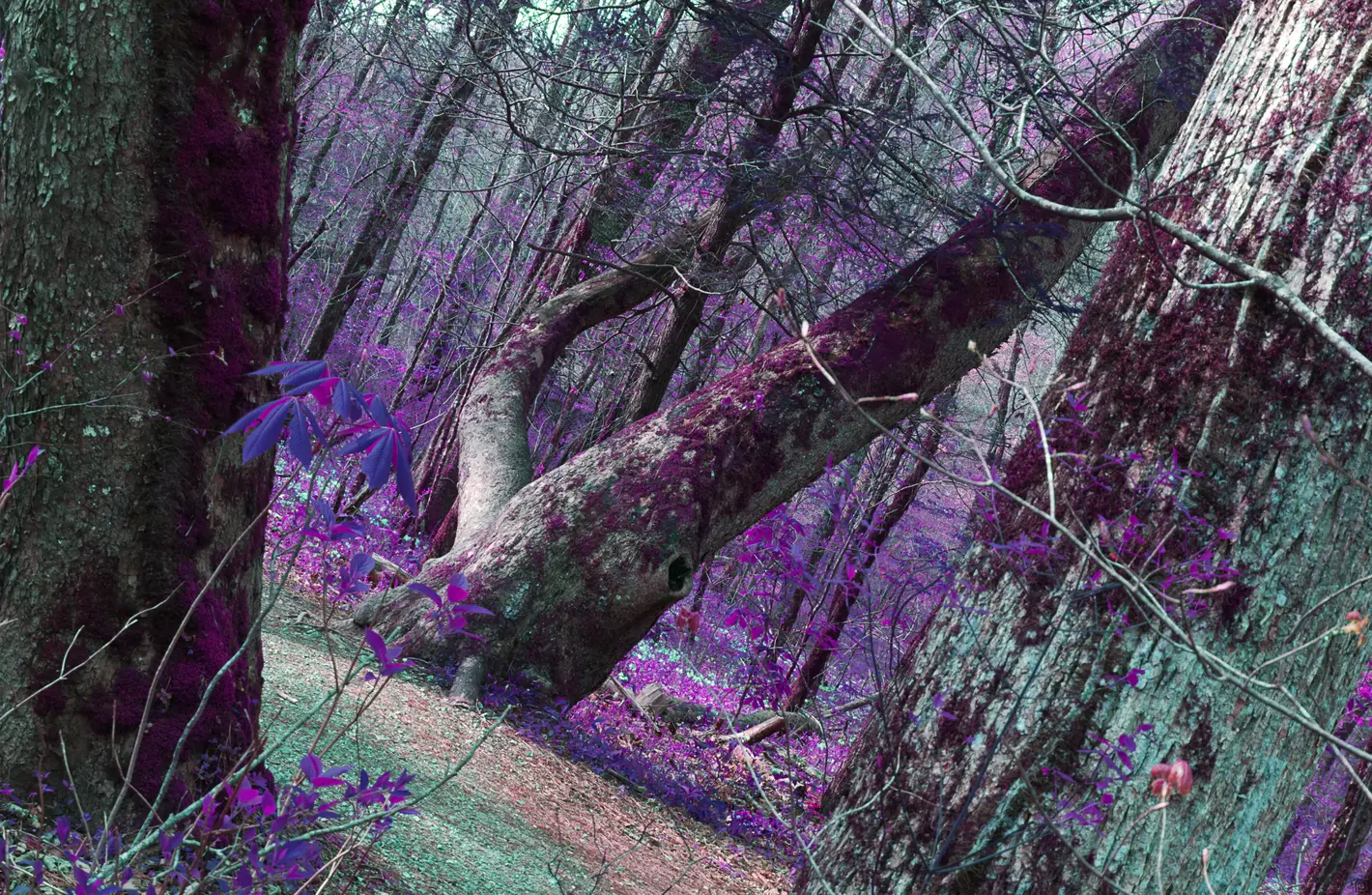 A large thick tree with a heavy lean dominates one side of a wide footpath. The colors have been shifted to show the foliage in hues of purple and blue.
