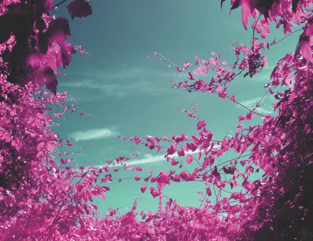 Vibrant pink foliage surrounds the frame leaving a large gap in the center showing the blue sky behind it.