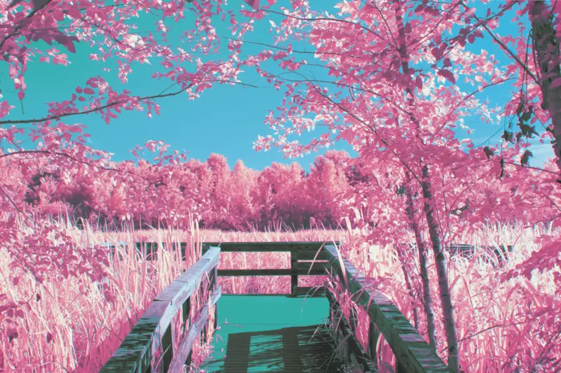A dock amongst the Georgia swamp taken in infrared and the colors converted to show the sky a bright blue and the foliage as vibrant pink.