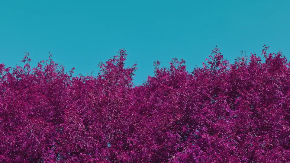 A tree line extends halfway up the frame leaving the top half clear blue sky. The trees color has been converted to pinkish purple.