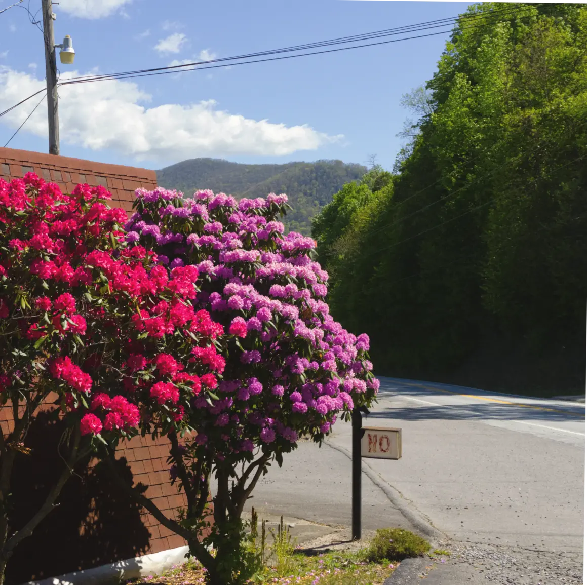 Two different colored Catawba rhododendron plants sit outside a hotel on the side of a mountain. Next to the plants is a small sign that says NO