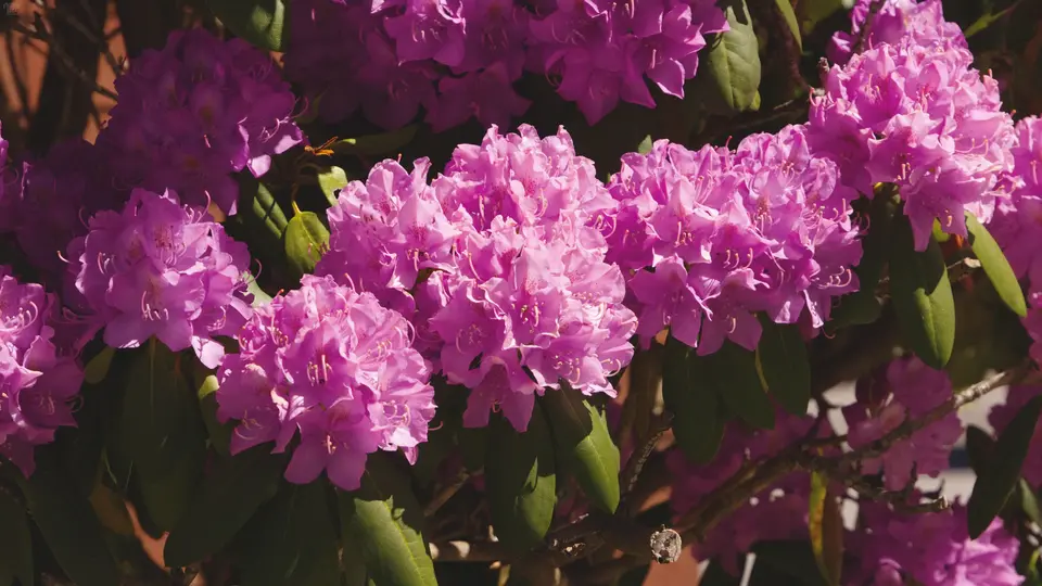 Close up shot of some pinkish purple rhododenron flower clusters.