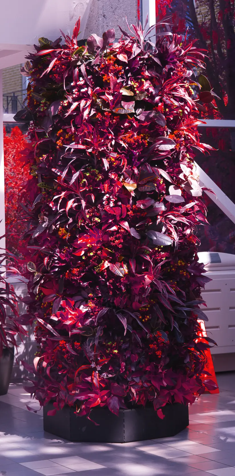 A pillar in a botanical garden is covered with various plant life. The colors have been converted to show up as deep crimson reds.
