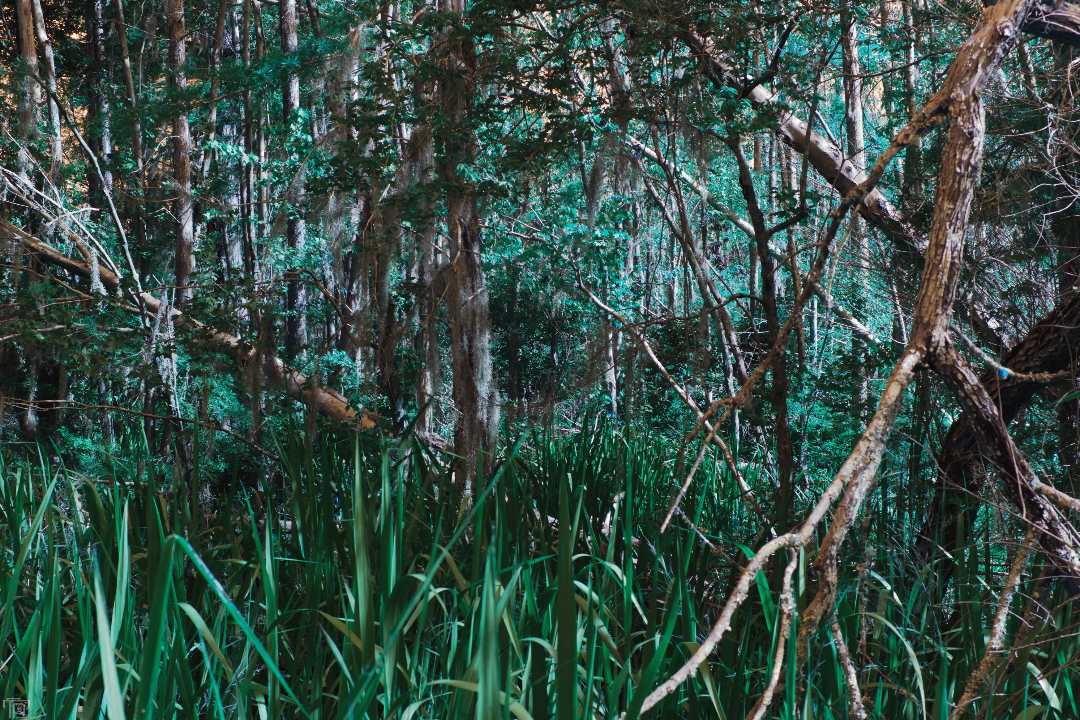 A pine tree with crimson red needles preaks over the edge of a ridge amongst a forest of trees