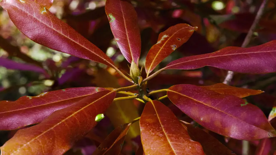 Rhododendron plant bud up close with the colors converted to show up as red.