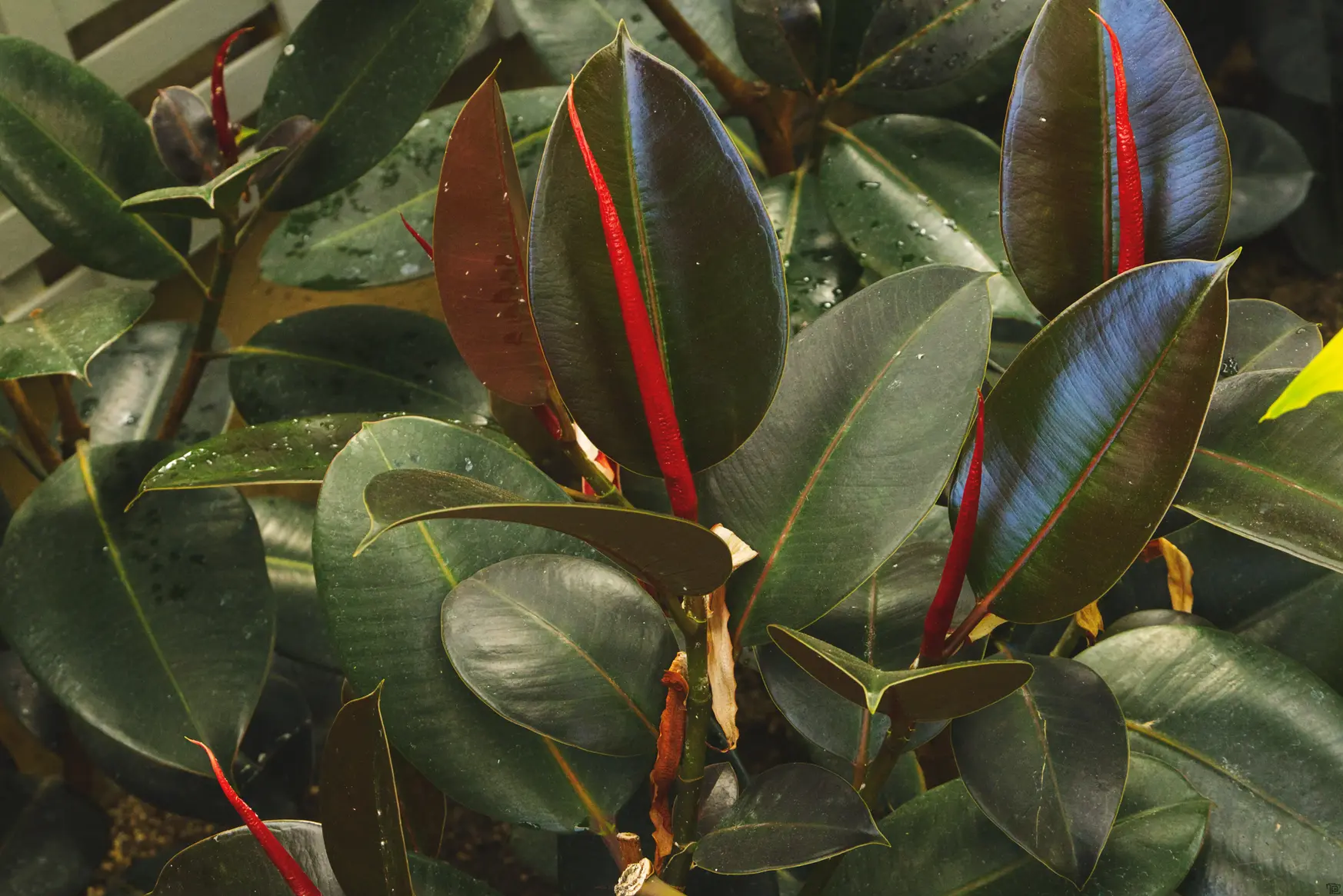 A rubber plant with broad waxy leaves shows small red tendrils extneding out from the stems.
