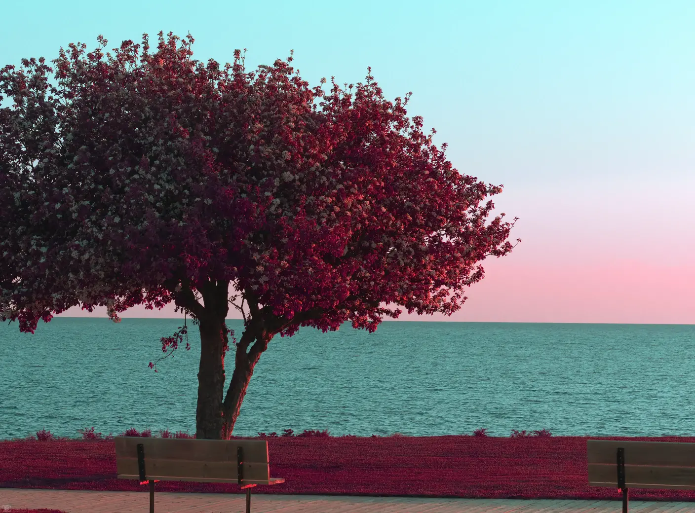 A lone tree stands by the lake shore infront of two benches at sunset. The colors have been converted to show the greenage as reds.