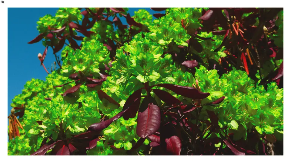 Rhododendron flower clusters whose colors have been converted to show the leaves as deep dark red and the flowers as neon green.