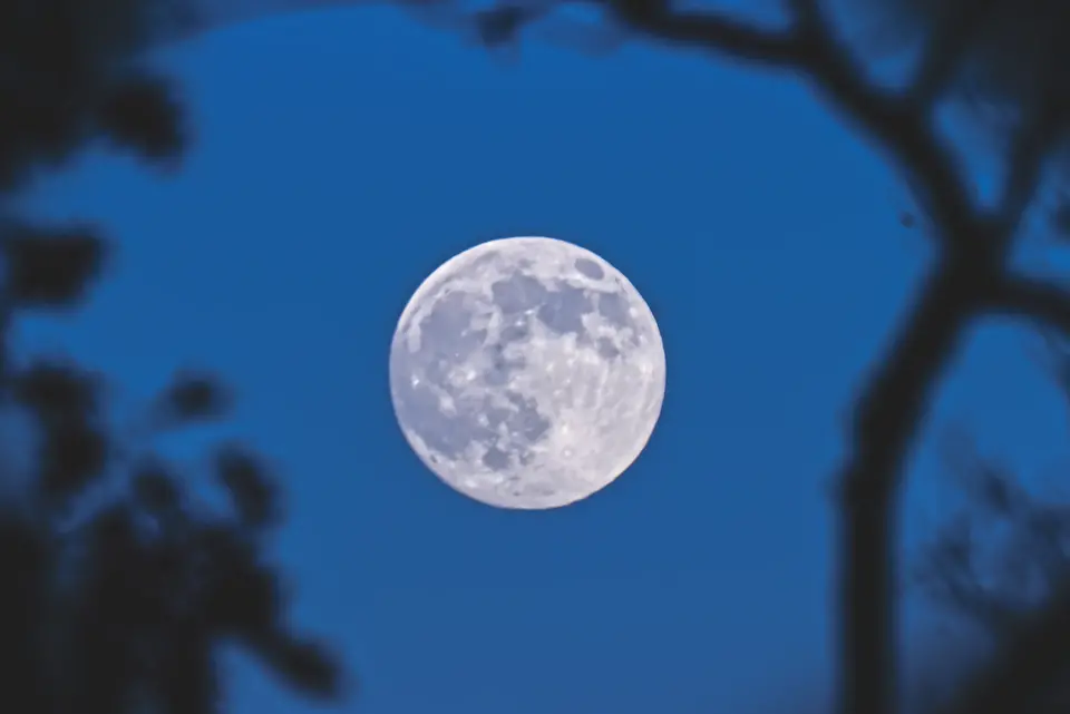 Close up shot through some tree branches of the Beaver moon