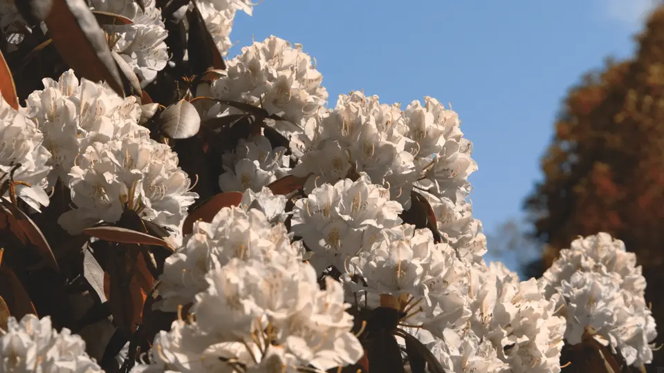Rhododendron flower clusters whose colors have been converted to show the leaves as dull browns and the flowers as bright whites.