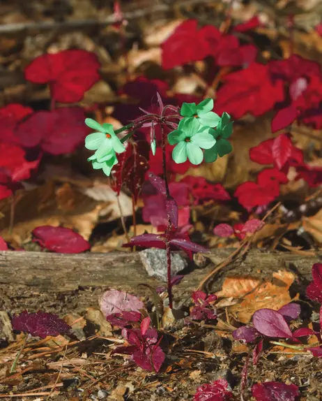 Forest Phlox with the colors inverted to show up as reds and blues.
